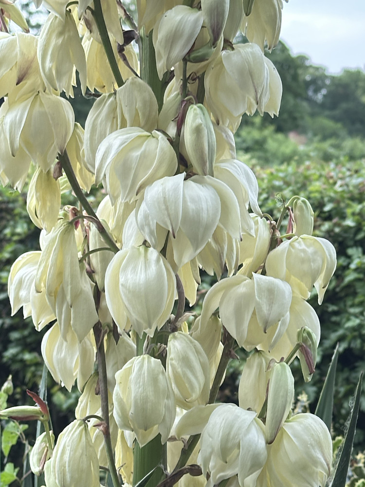 Cascading Bells