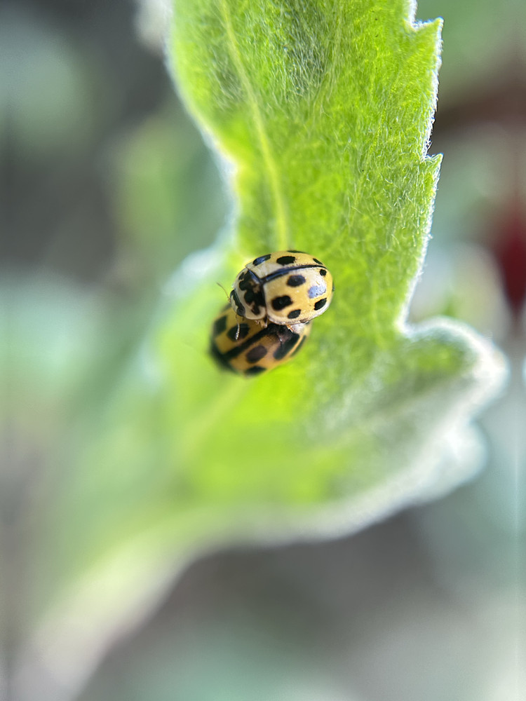 Love Bugs