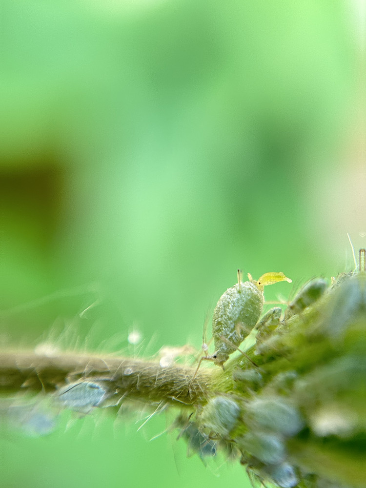 Birth
