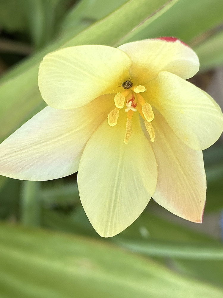 Gently Sunlight