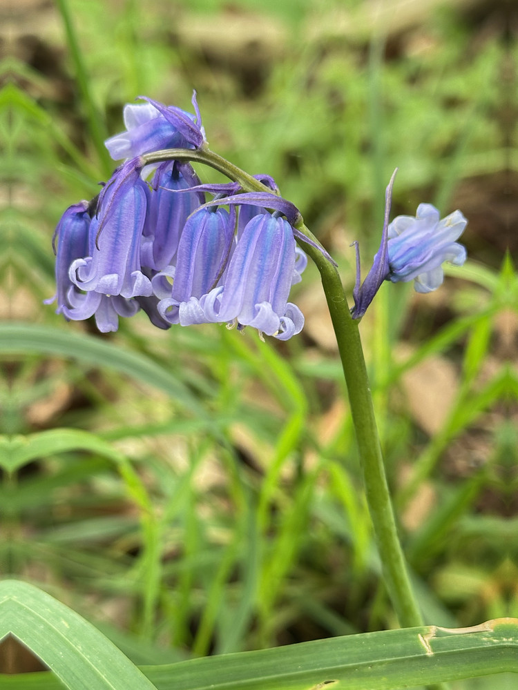 Blue Bell Beauties