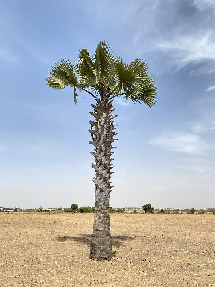 Lone palm tree