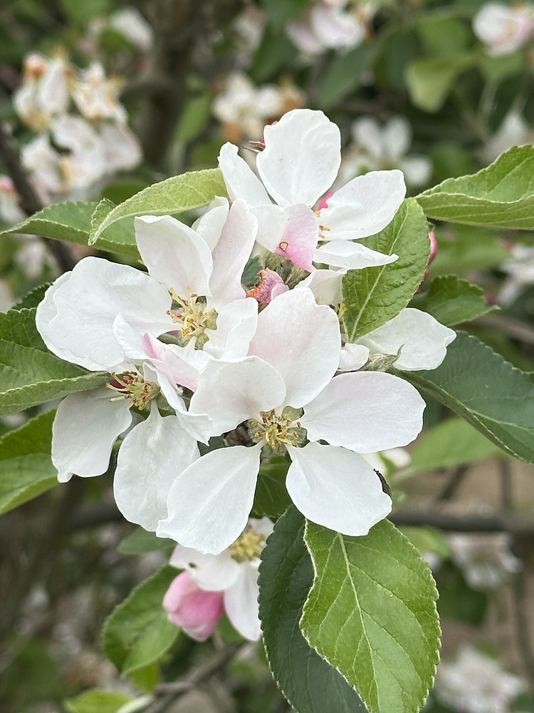 Spring Blossom