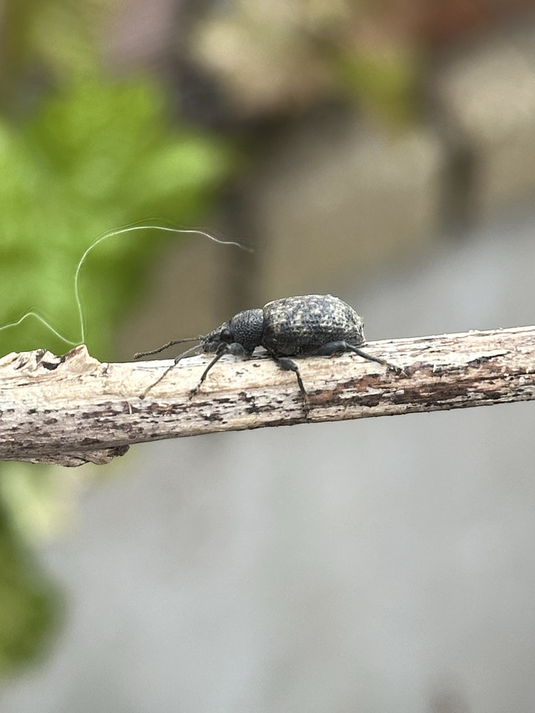 Weevily Stealthy