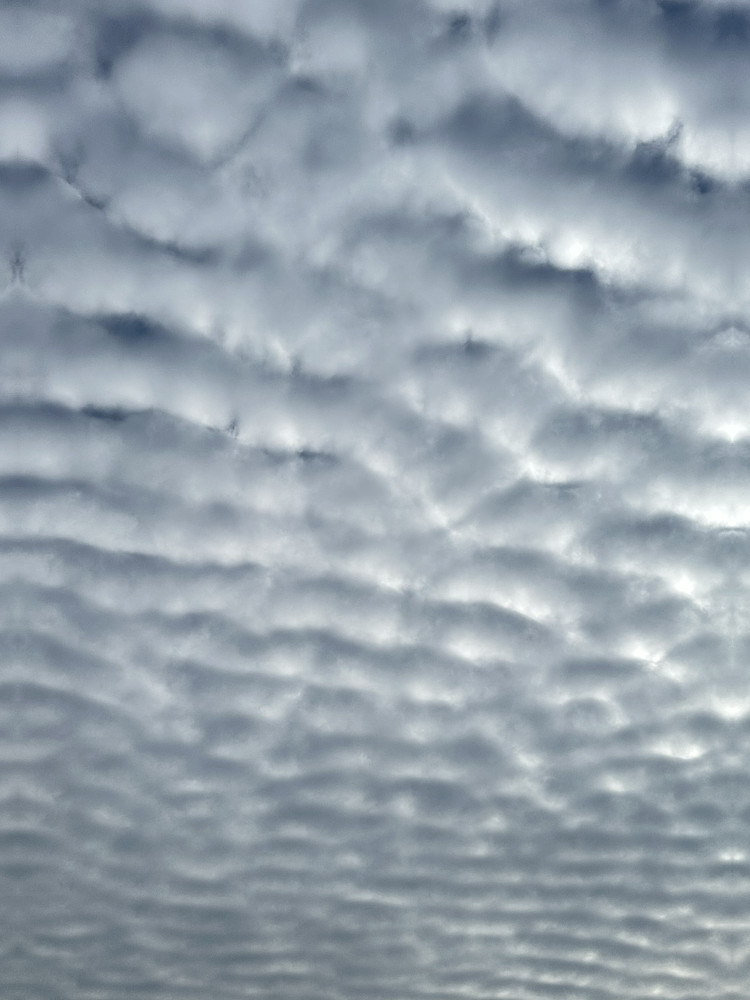 Fish Scales