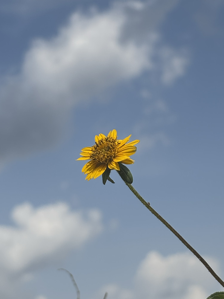 Planted in the sky 
