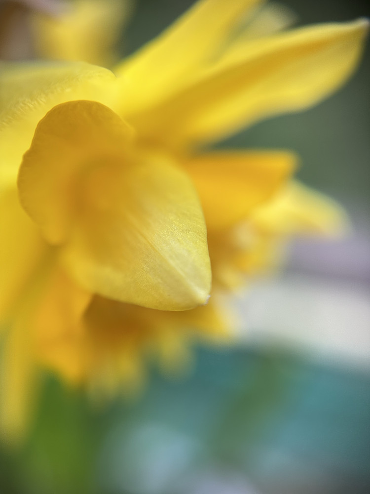 Sunny Disposition 