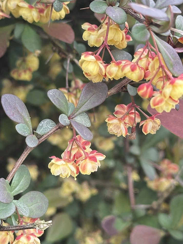 Dainty Blooms