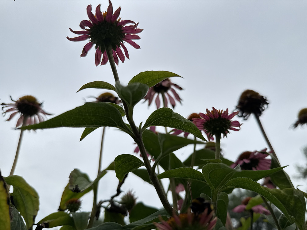 Bloom #6