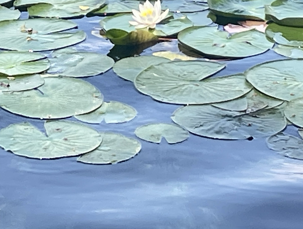 Bled Water Lily Up