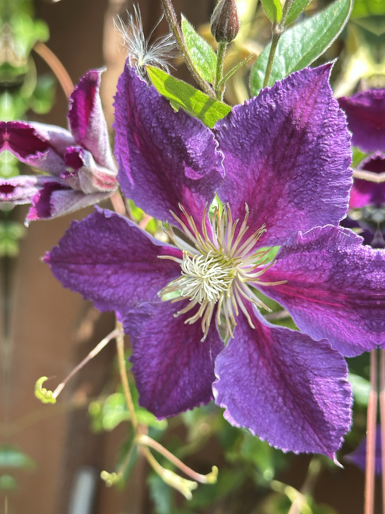 Majestic Purples
