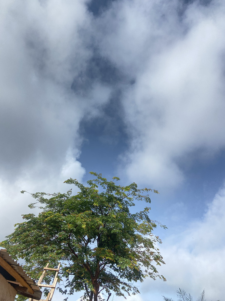Tree everyday 
