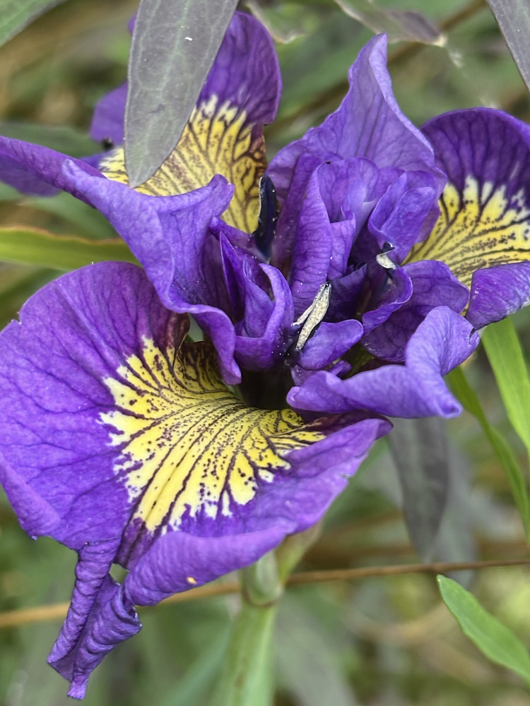 Iris