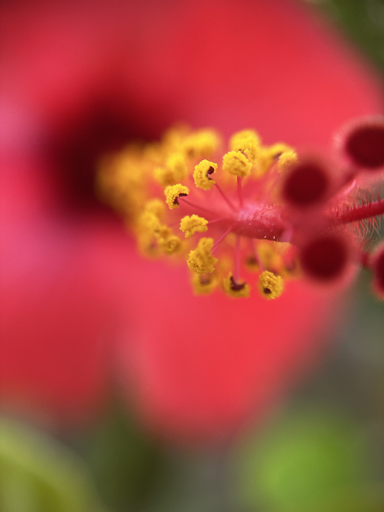 Starburst