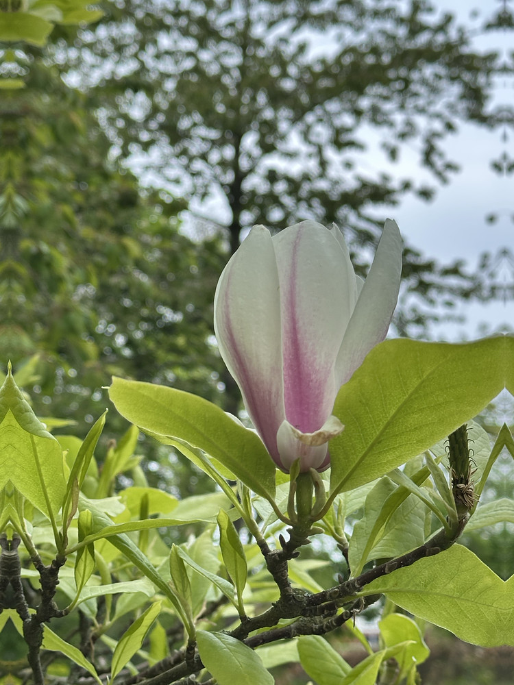 Magnolia