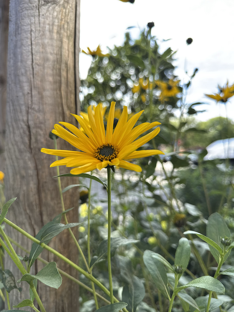 Streetflowers