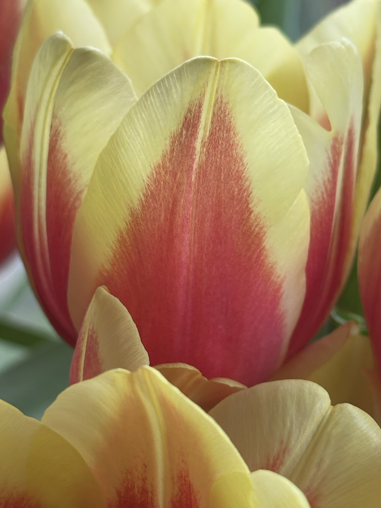 Joy in Petals