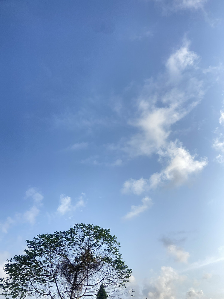 Morning Tree
