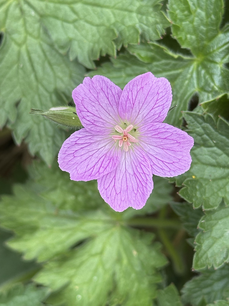 Pink Delights