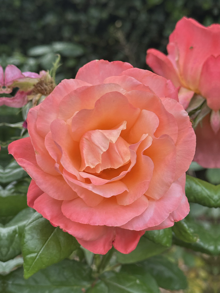 Full Bloom