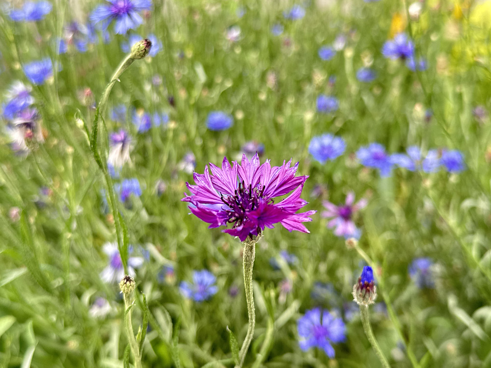 Wildflower