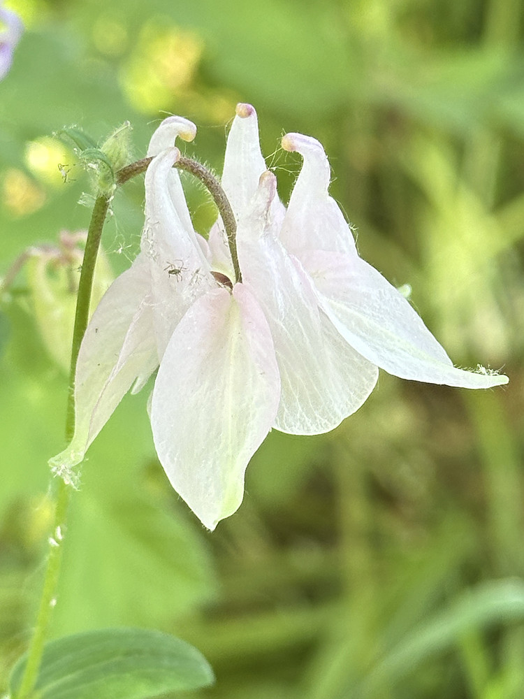 Delicate Touch