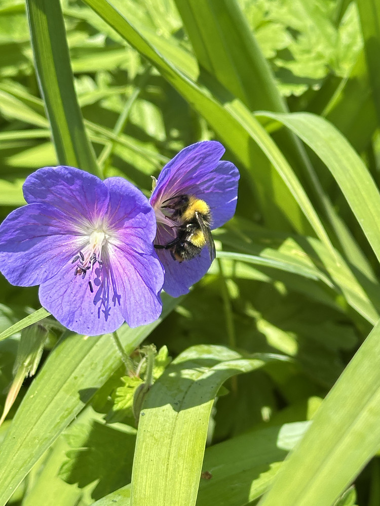 Buzz Off!