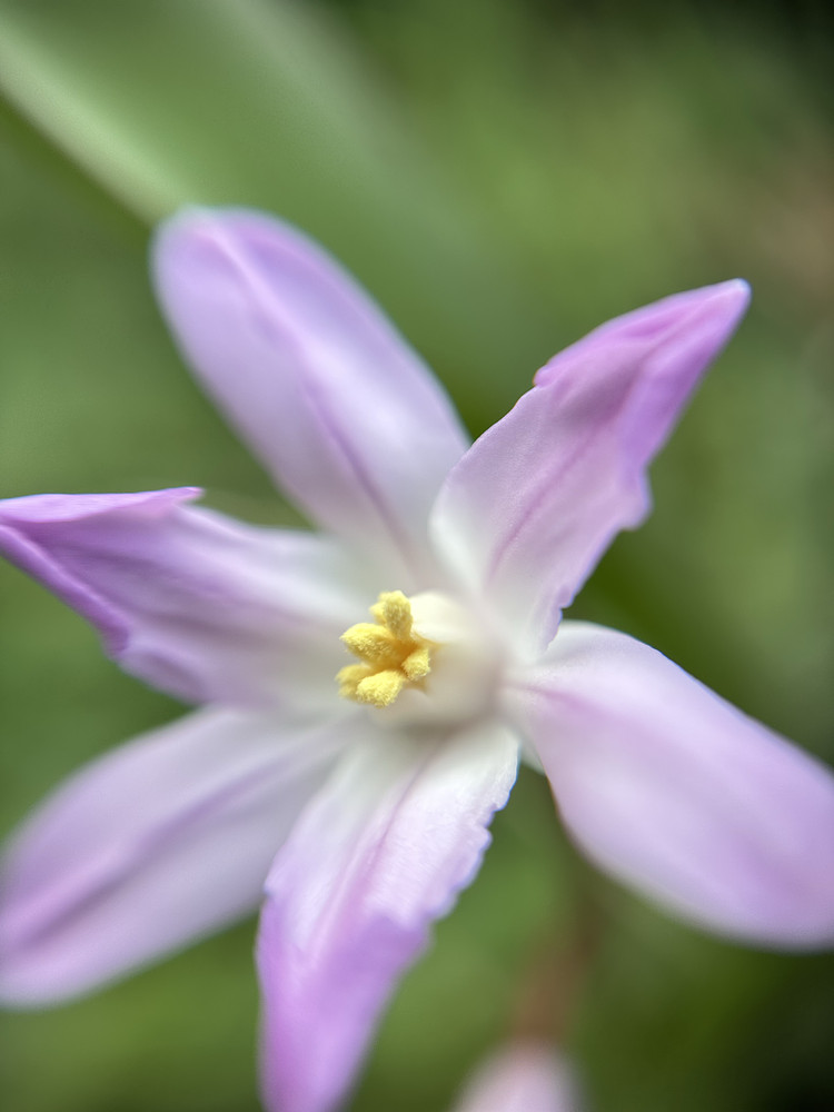 Dreams in Purple