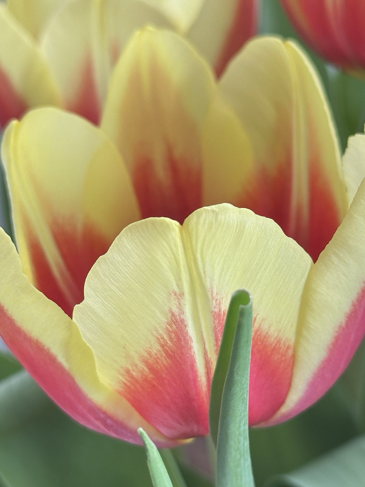 Dainty Petals