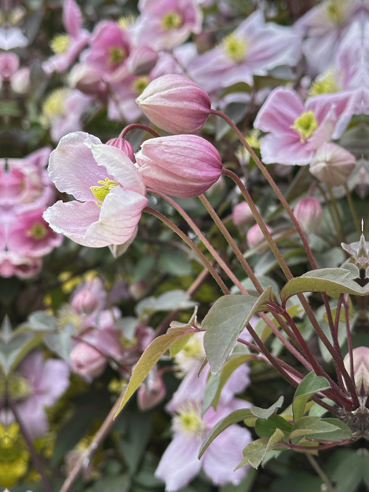 Bloom Together
