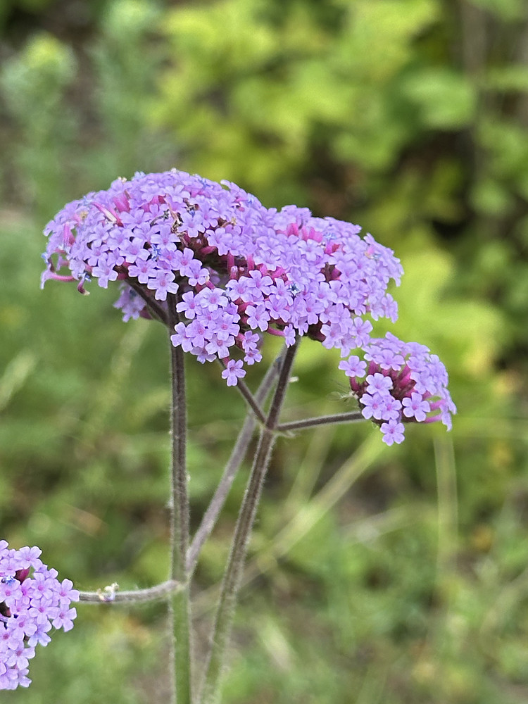Vibrant Verbena 