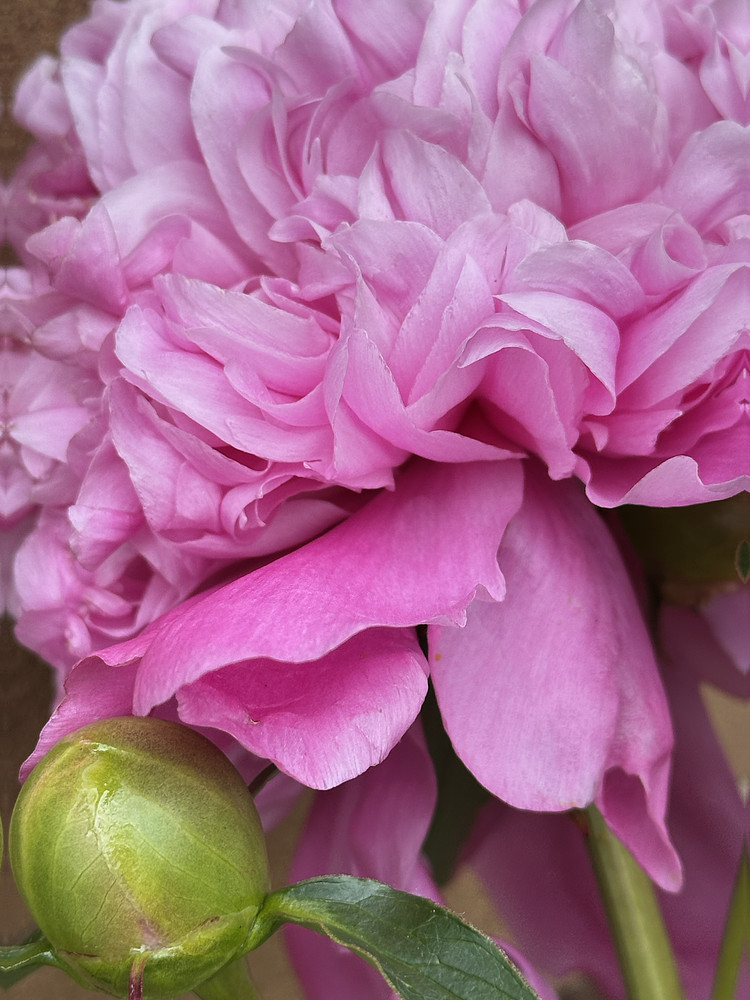 Peony Pinks