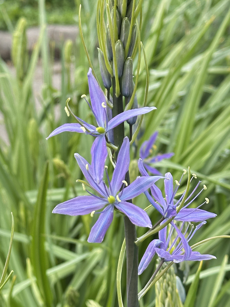 Blue Stars