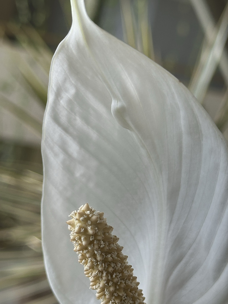 Radiance in White