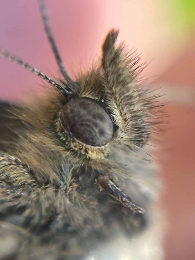 Speckled Wood 