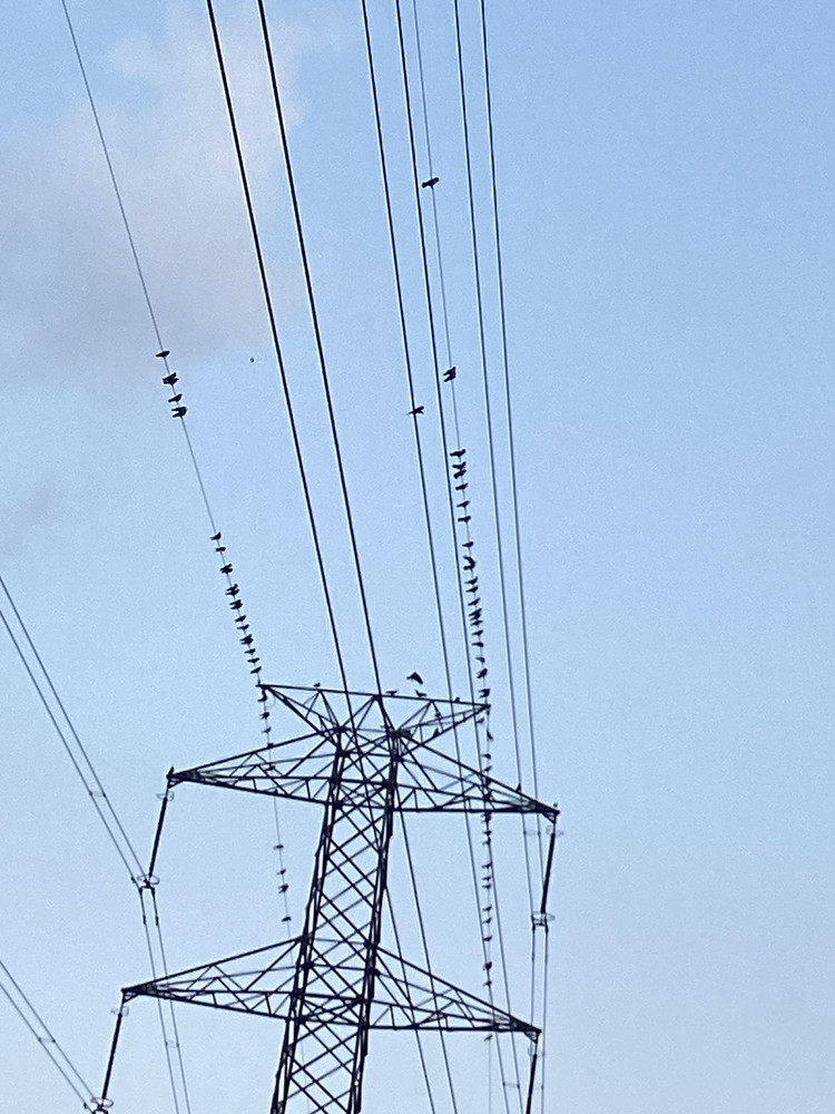 Birds on Electric line