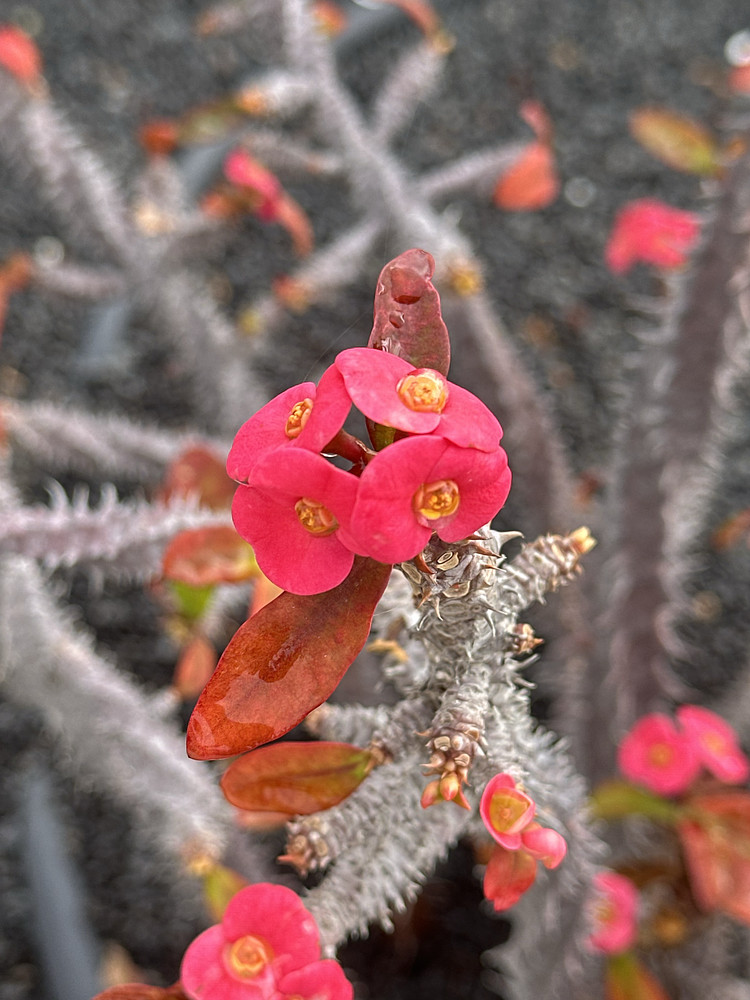 Pretty Prickly