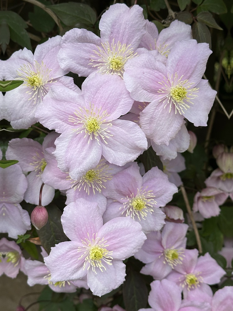 Symphony in Pink