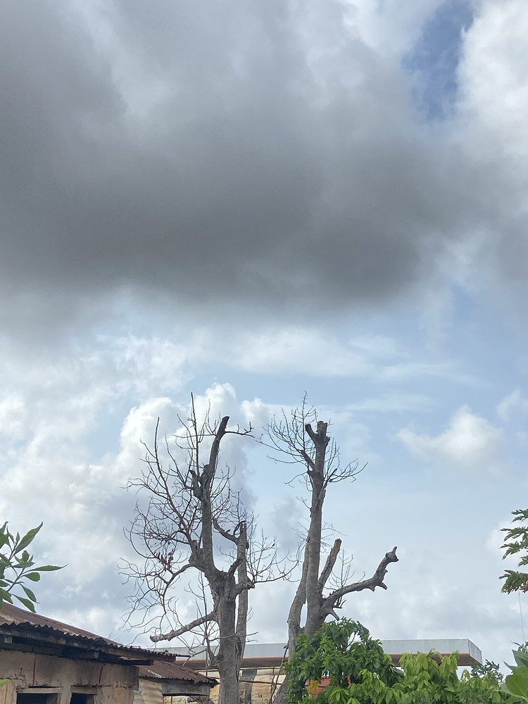 Dead Branches