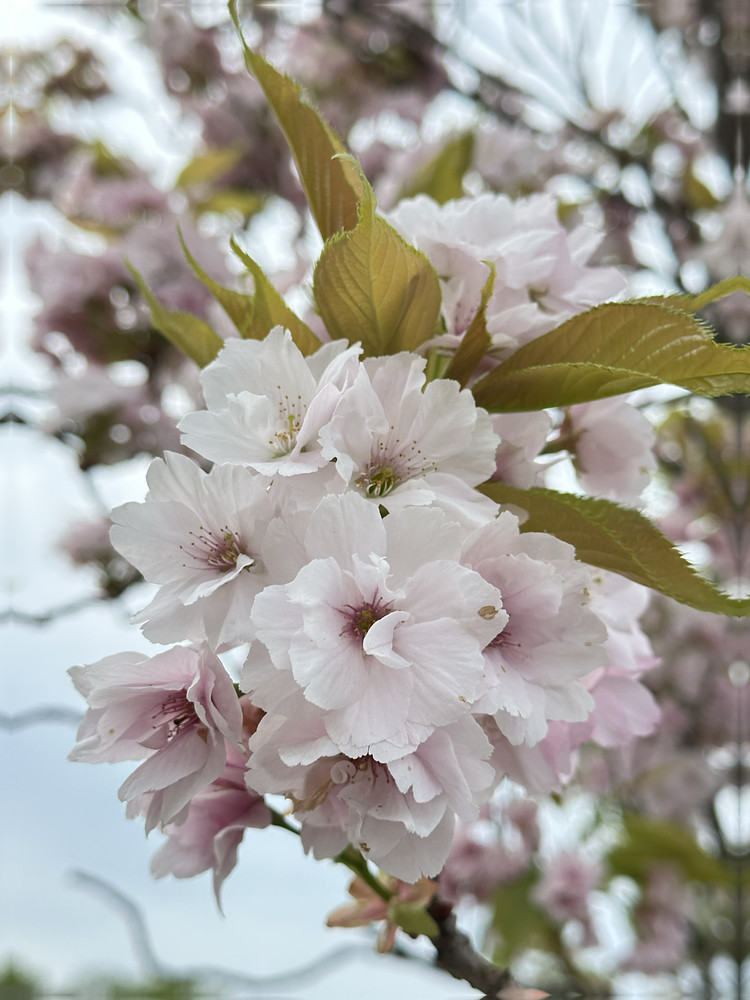 Beauty in Bloom