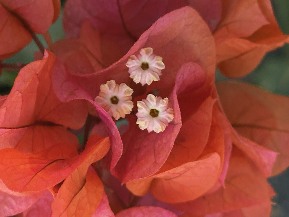 Floral Fire