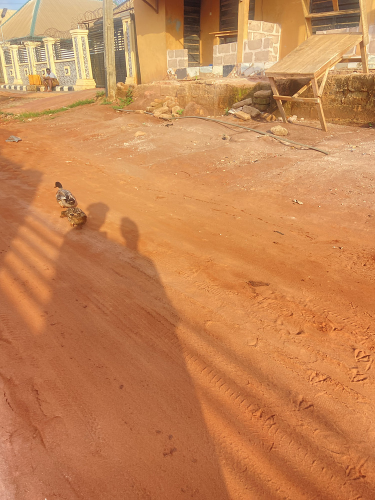 Duck walking 