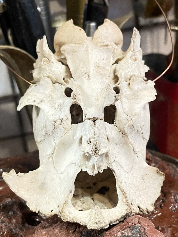 Janus