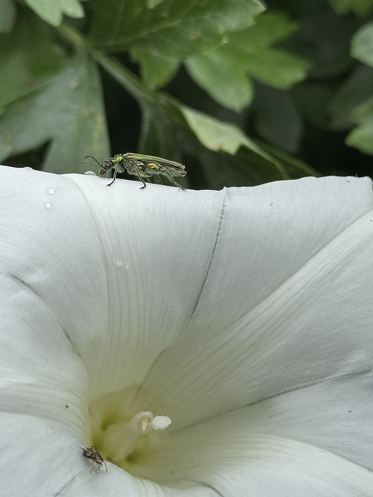 Green Gem
