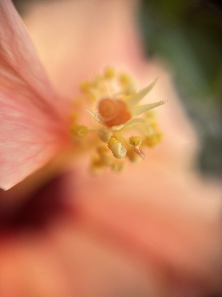 Peach Blush