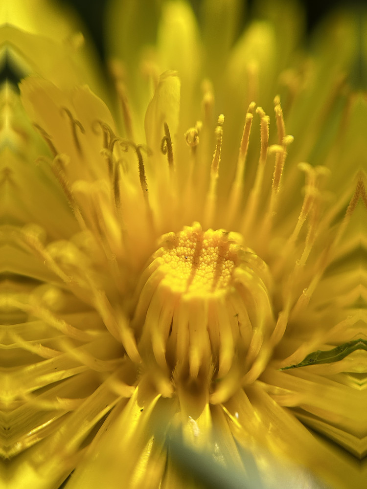 Rays of Gold