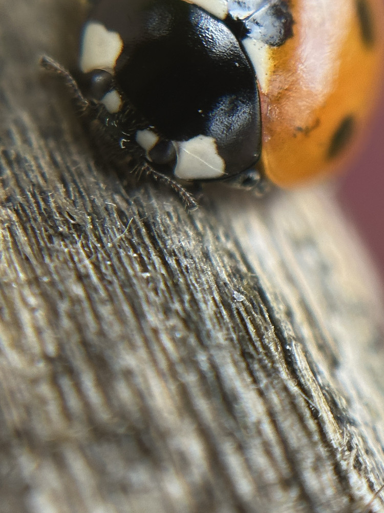 Peek-a-Boo 