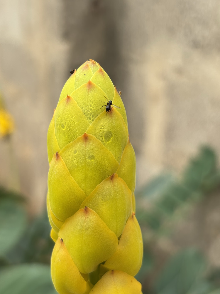 ANT CHAPEL