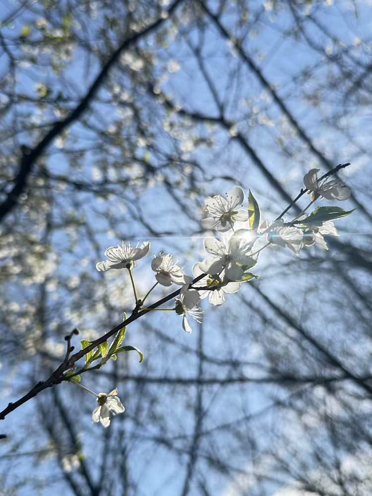 Bloom #3