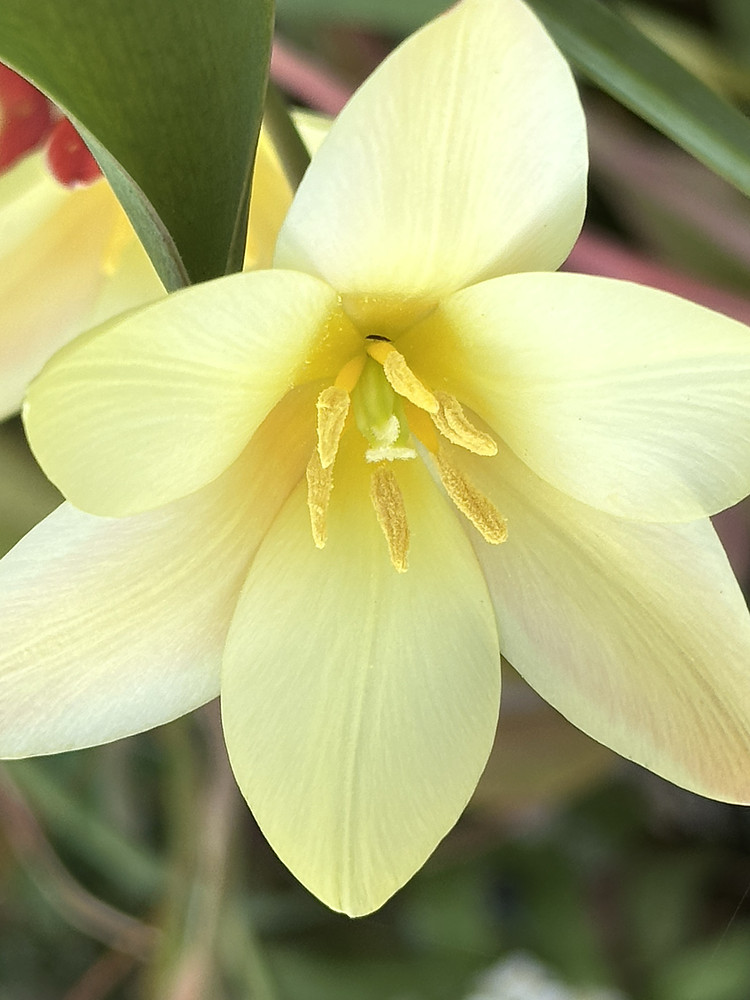 Lightly Golden